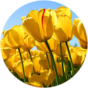 Tshepiso Ngoepe profile picture